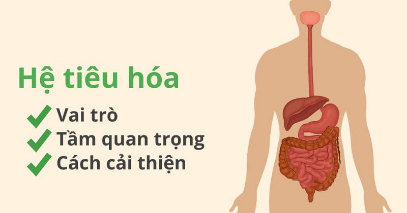 Hoa-qua-huu-co-giup-cai-thien-he-tieu-hoa-dung-hay-sai